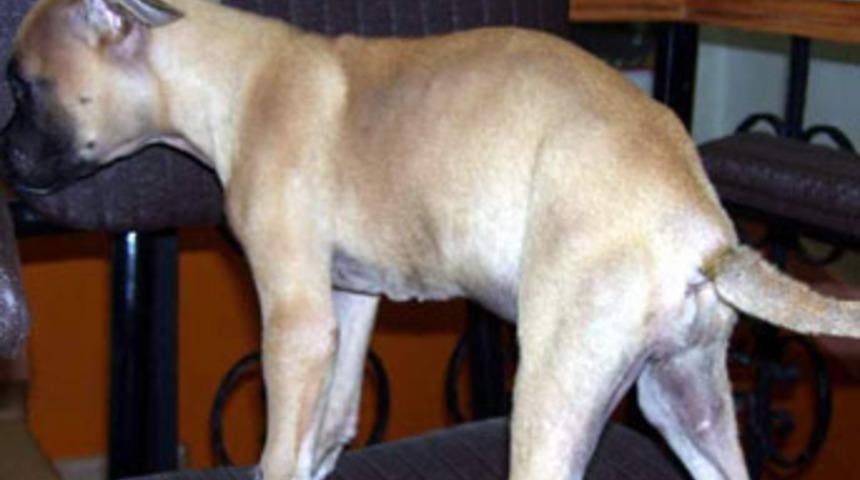 K&ouml;pek kuyruğu koparmaya bin 200 YTL ceza