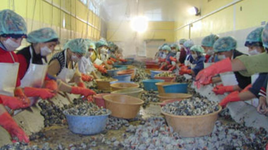 Japonya ve Kore'ye 650 ton 'deniz viagrası'