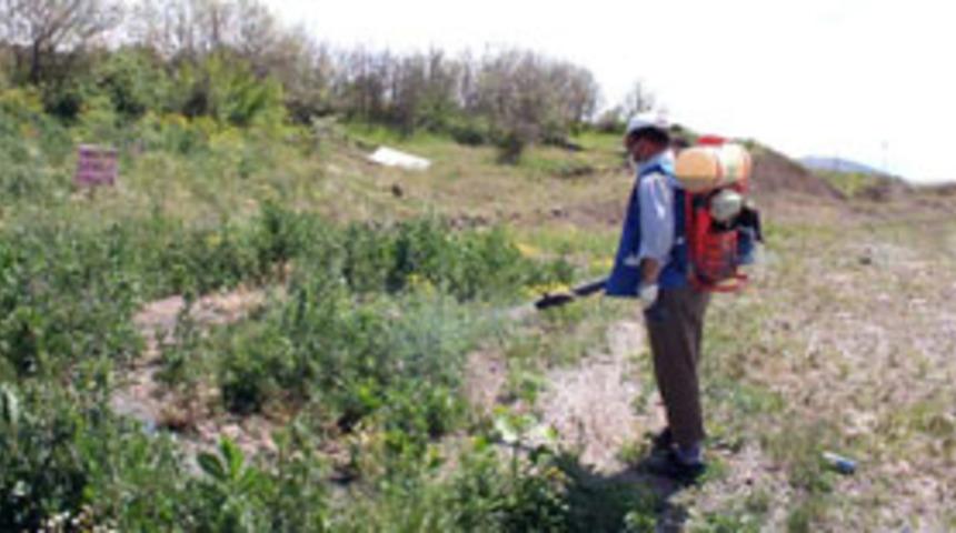 &Ccedil;orum'da keneyle m&uuml;cadele s&uuml;r&uuml;yor