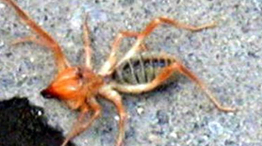 Van'da et yiyen &ouml;r&uuml;mcek paniği