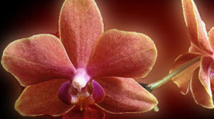 Çin'de kendini dölleyen orkide türü bulundu