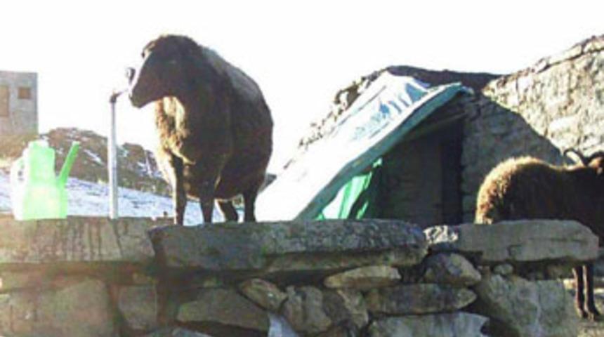 Musluktan su i&ccedil;en koyun, g&ouml;renleri şaşırtıyor