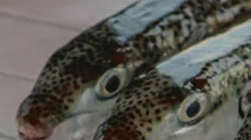 Uzman isimden balon balığı uyarısı! '1 miligram zehri bile 70 kiloluk birini öldürebilir'