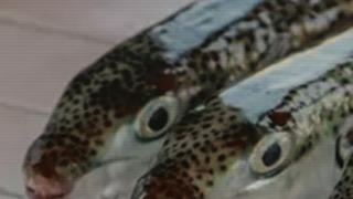 Uzman isimden balon balığı uyarısı! '1 miligram zehri bile 70 kiloluk birini öldürebilir'