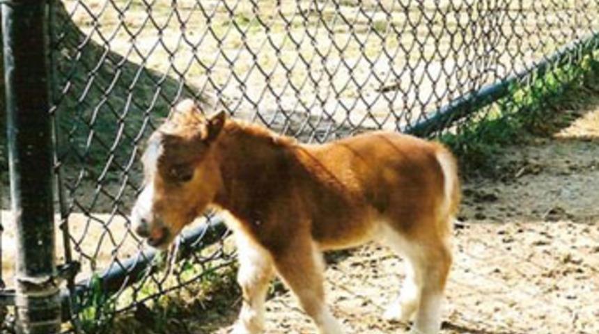 D&uuml;nyanın en k&uuml;&ccedil;&uuml;k atı Guinness'e girdi