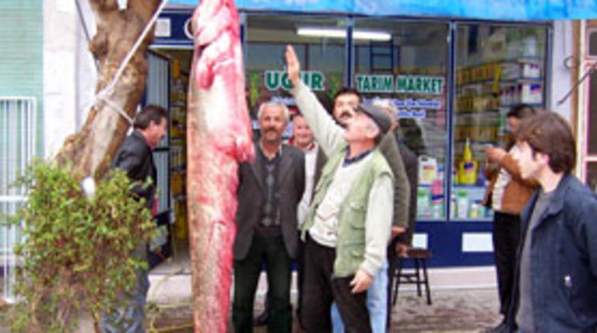 Kızılırmak'ta dev yayın balığı yakalandı