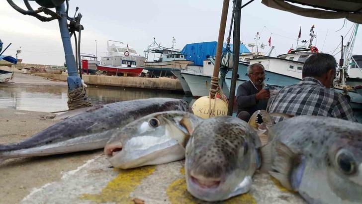 'Morfin ve siyanürden daha güçlü bir zehir' Bir aile hastanelik olmuştu! 'Rus ruleti' diyerek açıkladı...  G3