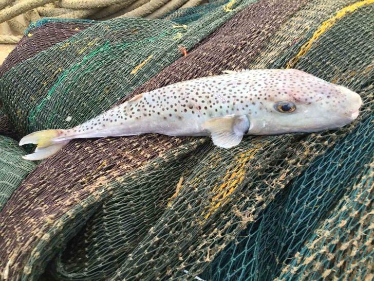 'Morfin ve siyanürden daha güçlü bir zehir' Bir aile hastanelik olmuştu! 'Rus ruleti' diyerek açıkladı...  G2