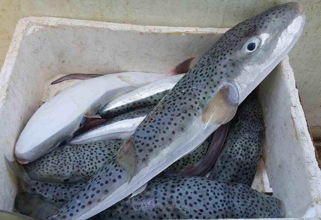 'Morfin ve siyan&uuml;rden daha g&uuml;&ccedil;l&uuml; bir zehir' Bir aile hastanelik olmuştu! 'Rus ruleti' diyerek a&ccedil;ıkladı... 