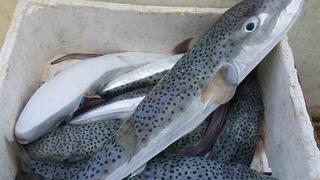 'Morfin ve siyanürden daha güçlü bir zehir' Bir aile hastanelik olmuştu! 'Rus ruleti' diyerek açıkladı... 