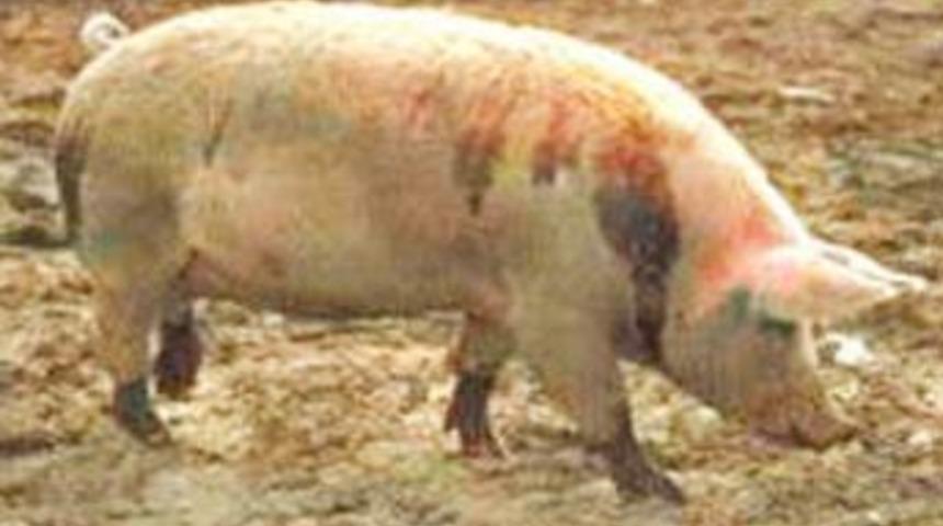 Vietnam maymun ve domuz klonladığını bildirdi