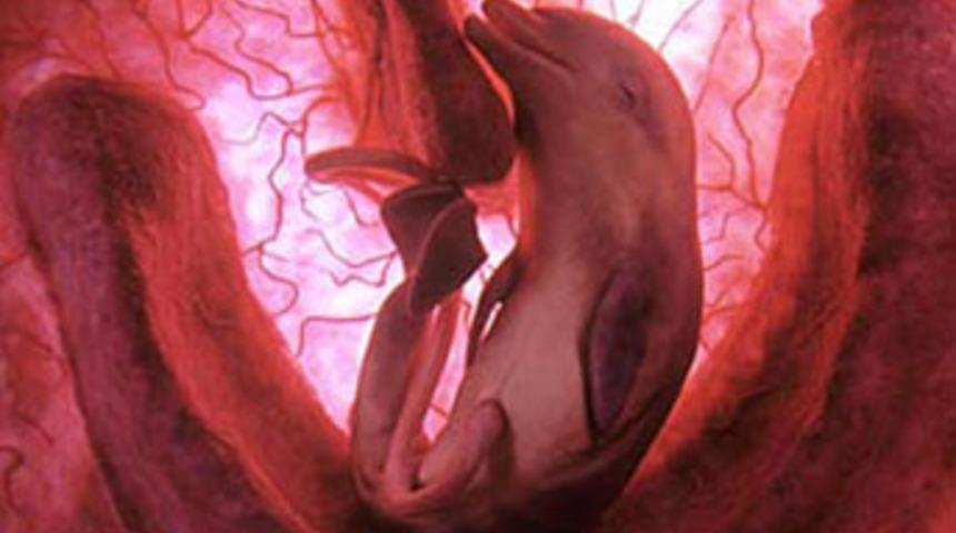 Hayvanların anne karnındaki halleri