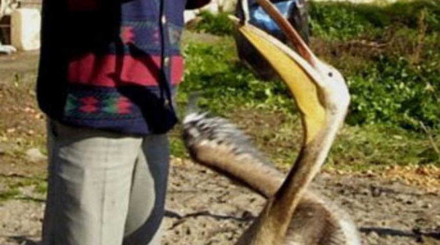 Haydut pelikan g&uuml;nde 2 kilo balık yiyor