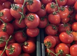 Türkiye'nin domates ihracatı 2023'te yüzde 42 arttı