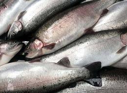 Somon ihracatı 9 kat artarak 396,3 milyon dolara ulaştı