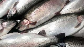 Somon ihracatı 9 kat artarak 396,3 milyon dolara ulaştı