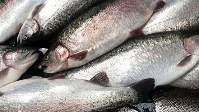 Somon ihracatı 9 kat artarak 396,3 milyon dolara ulaştı