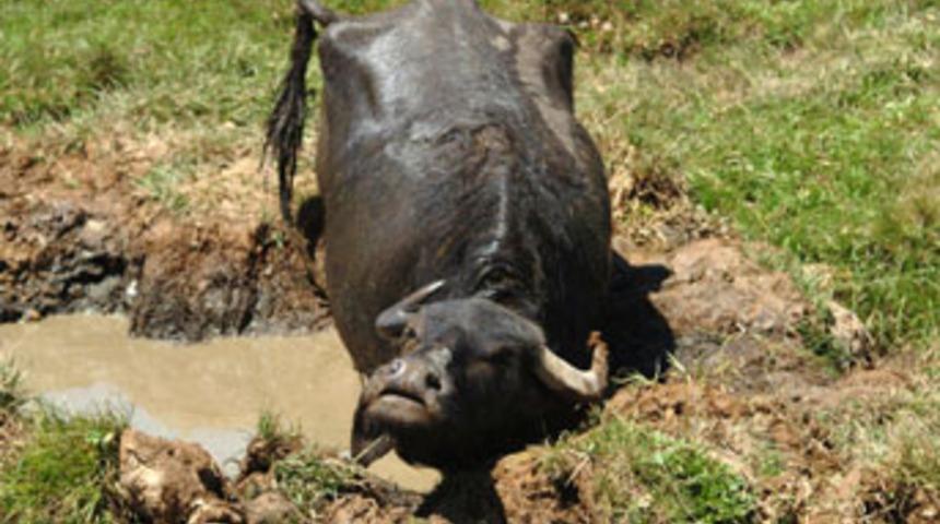 Kızgın manda zengin d&uuml;ğ&uuml;n&uuml;n&uuml; bastı