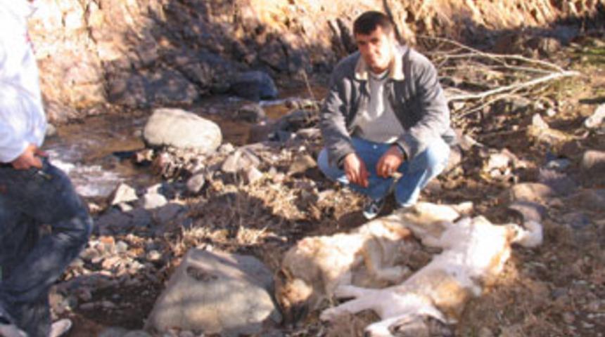 5 kangal k&ouml;peği vahşice &ouml;ld&uuml;r&uuml;ld&uuml;