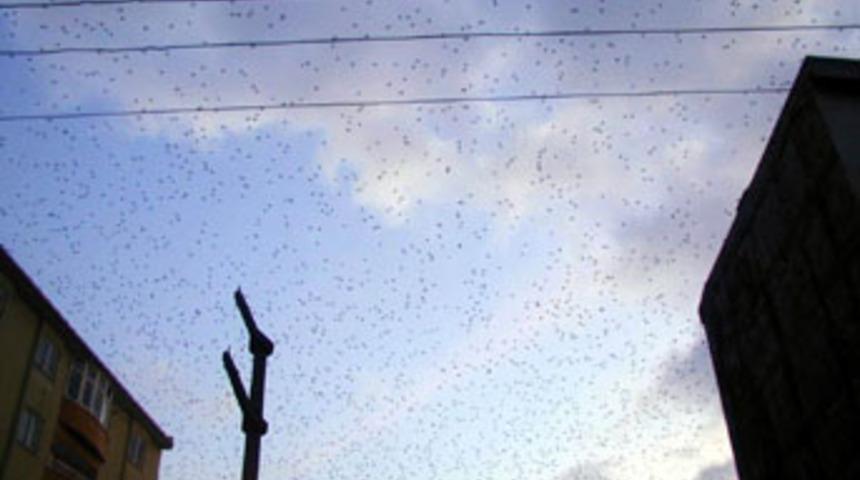 Sığırcıkların g&ouml;ky&uuml;z&uuml;ndeki dansı b&uuml;y&uuml;ledi