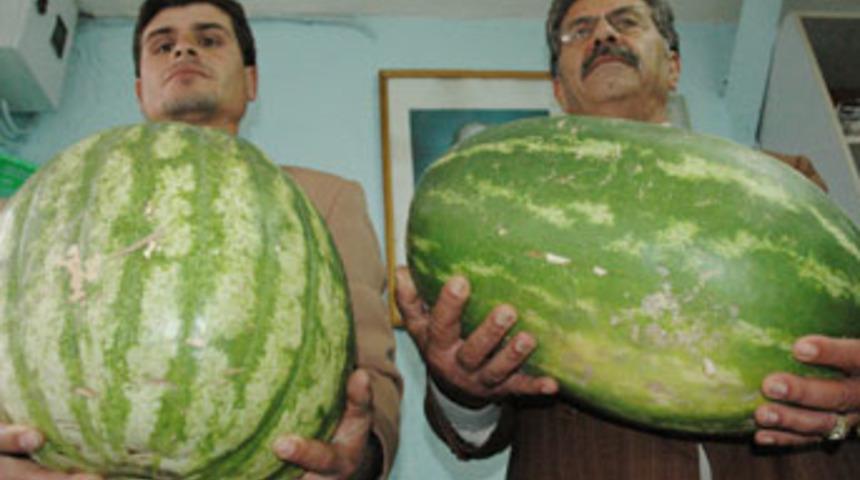 25 kilo karpuz yetiştirdi