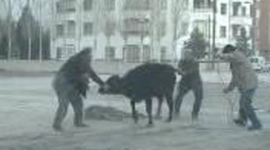 Ka&ccedil;an dana 6 kişiye saldırdı