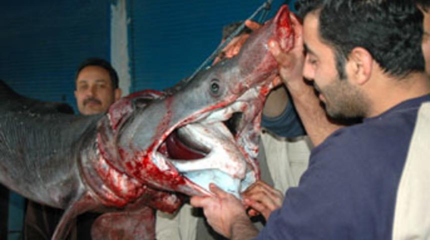 3 metrelik dişşiz k&ouml;pek balığı