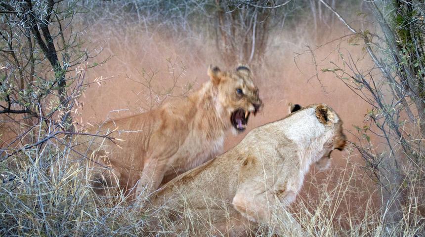 En yaşlı 'b&uuml;y&uuml;k kedi' fosili Tibet'te bulundu