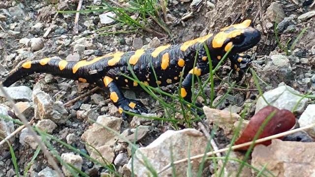 Türk semenderi ‘sarı benekli’ Adıyaman'da ortaya çıktı! Nesli tükenme tehlikesi altında