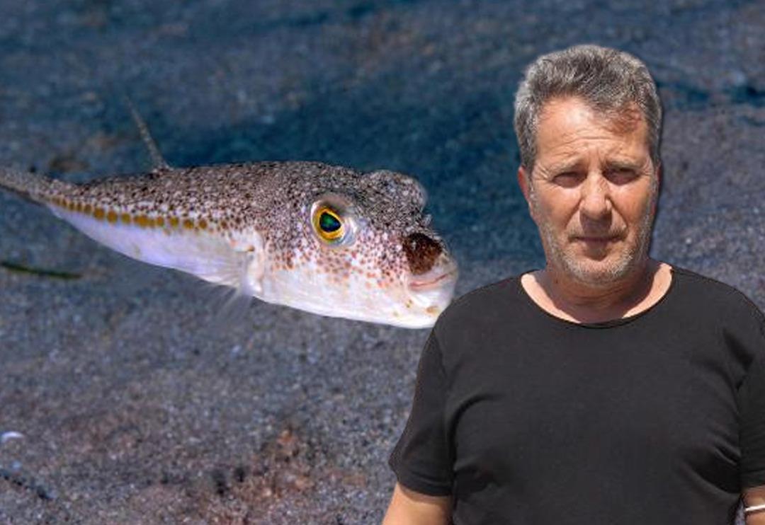 Sıcaklıklar y&uuml;z&uuml;nden rotası değişti: İstanbul ve İzmir i&ccedil;in alarm! Zehirli balon balığı uyarısı geldi: Fotoğrafları ile tanıtmak lazım! &Ccedil;ok tehlikeli