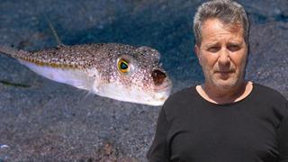 Sıcaklıklar yüzünden rotası değişti: İstanbul ve İzmir için alarm! Zehirli balon balığı uyarısı geldi: Fotoğrafları ile tanıtmak lazım! Çok tehlikeli