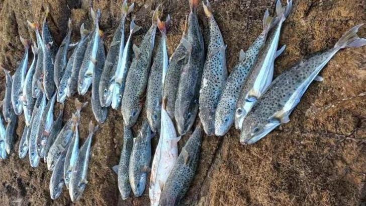 Sıcaklıklar yüzünden rotası değişti: İstanbul ve İzmir için alarm! Zehirli balon balığı uyarısı geldi: Fotoğrafları ile tanıtmak lazım! Çok tehlikeli G1