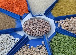 Türkiye'den 2023'te 12,4 milyar dolarlık hububat ve bakliyat ihracatı