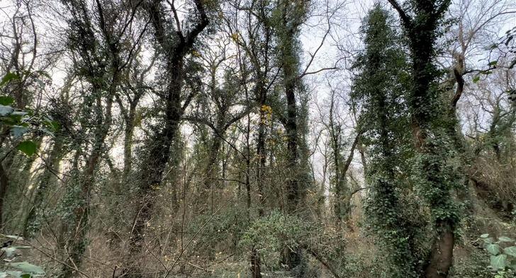 Bu ormana sadece bilim insanları girebiliyor! O ilde yer alıyor: Avrupa'da önemli bir yere sahip G2