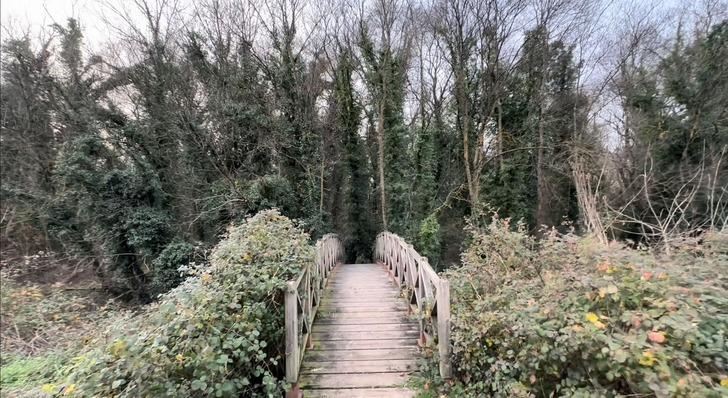 Bu ormana sadece bilim insanları girebiliyor! O ilde yer alıyor: Avrupa'da önemli bir yere sahip G4