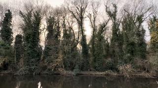 Bu ormana sadece bilim insanları girebiliyor! O ilde yer alıyor: Avrupa'da önemli bir yere sahip