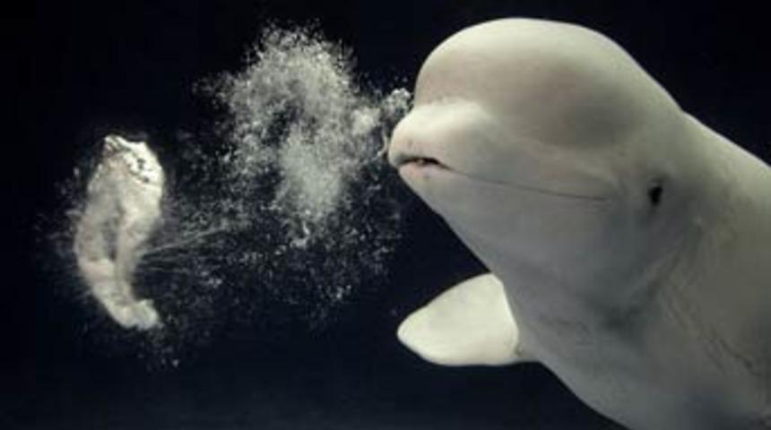 Bu balina baloncuk yapıyor