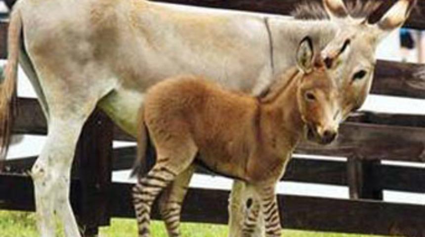 &Uuml;st&uuml; eşek altı zebra