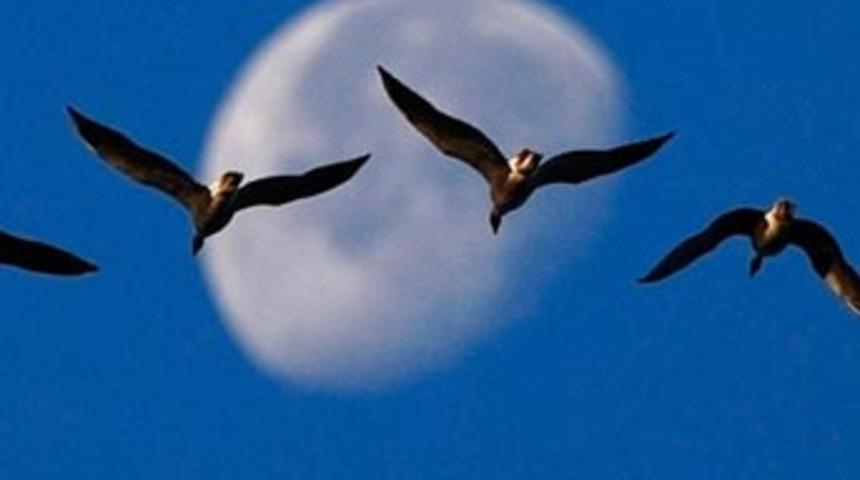 Doğanın muhteşem d&ouml;n&uuml;ş&uuml;m&uuml;