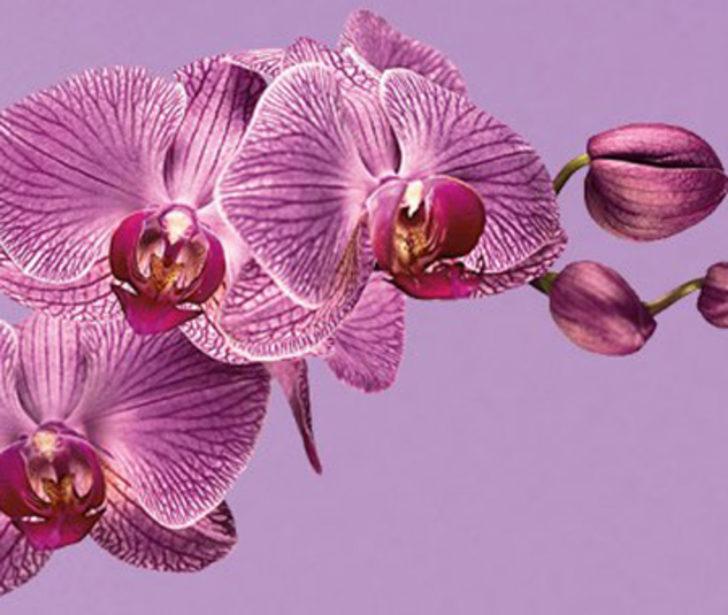 2014'&uuml;n Rengi Se&ccedil;ildi