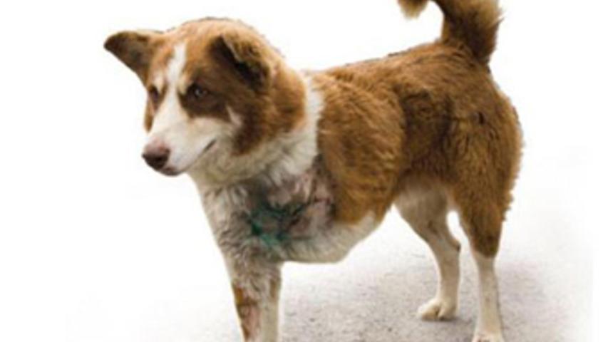 Bu k&ouml;pekler T&uuml;rkiye'ye &ouml;zel!