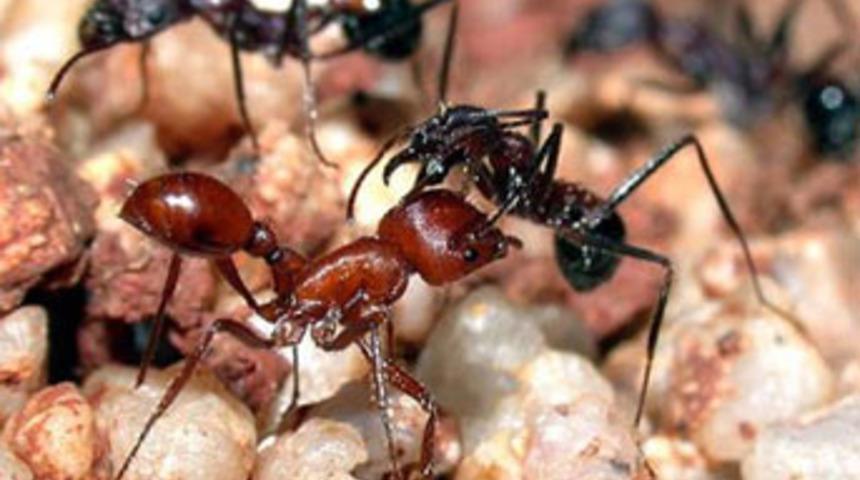 Karıncaların yaşam savaşı şok etti