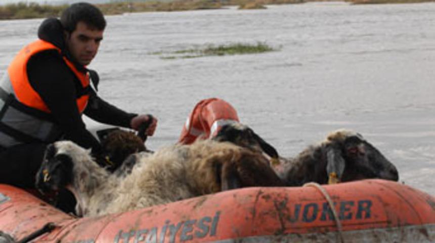350 koyunun imdadına itfaiye yetişti