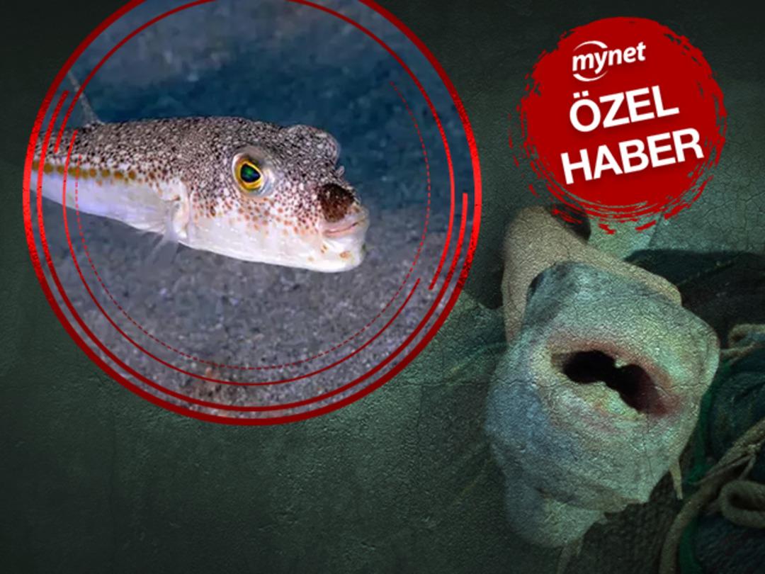 &Ouml;ZEL | 'D&uuml;nyada bilinen en g&uuml;&ccedil;l&uuml; zehirlerden' T&uuml;rkiye zehirlenen aileyi ve balon balığı tehlikesini konuşuyor! Uzman isim a&ccedil;ıkladı 'Dişleri &ouml;yle g&uuml;&ccedil;l&uuml; ki...'