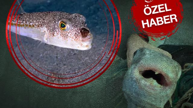 ÖZEL | 'Dünyada bilinen en güçlü zehirlerden' Türkiye zehirlenen aileyi ve balon balığı tehlikesini konuşuyor! Uzman isim açıkladı 'Dişleri öyle güçlü ki...'