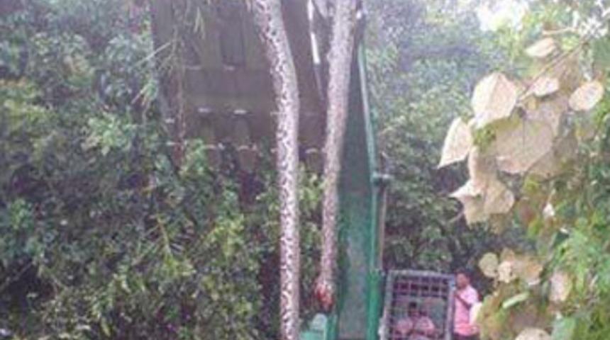 17 metre ve 300 kiloluk yılan