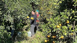 'Bahçede 5 TL, İstanbul'da 50 TL' Sirkesi, dondurması, reçeli, kolonyası, lokumu, gazozu yapılıyor ama... 'Menülerine koymaları gerekiyor'