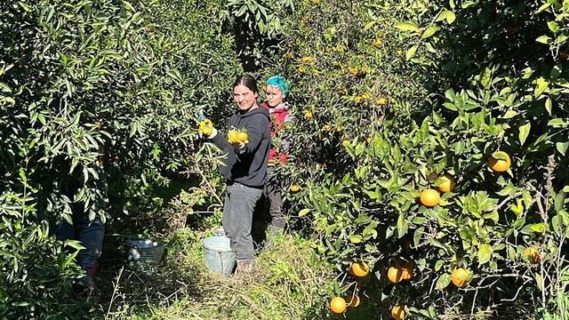 'Bahçede 5 TL, İstanbul'da 50 TL' Sirkesi, dondurması, reçeli, kolonyası, lokumu, gazozu yapılıyor ama... 'Menülerine koymaları gerekiyor'