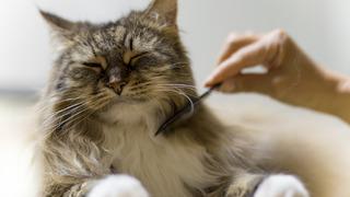 Evcil hayvan sigortası nedir, neleri kapsar?