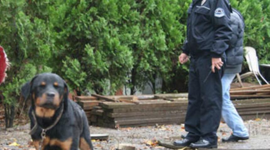 Kapka&ccedil;&ccedil;ı k&ouml;pek dehşeti